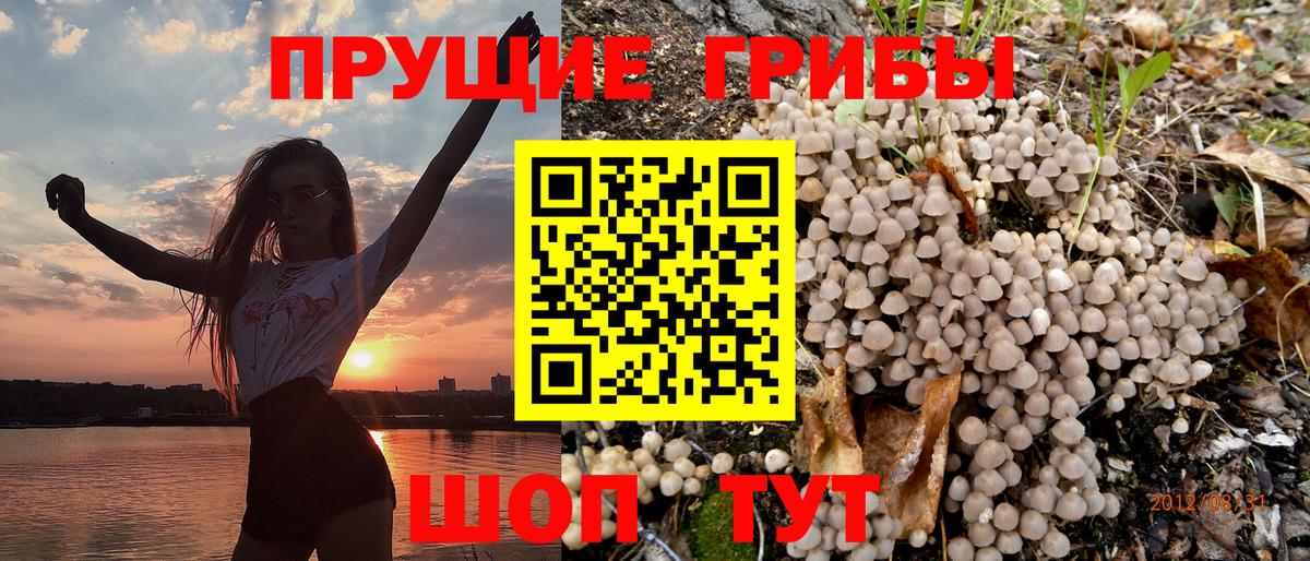 Дмитров  Галлюциногенные грибы прущие грибы  Вход с VPN 